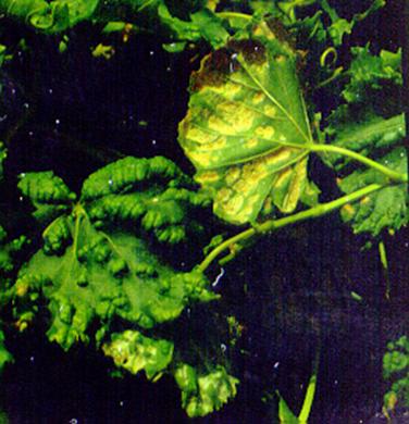 Bağ yaprak uyuzu tarafından yapraklarda meydana getirilen kabarcıklar